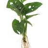 philodendron