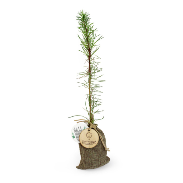 Photo d'un plant d'arbre en pochon personnalisable, objet de communication RSE Made in France, idéal comme goodies écologiques pour promouvoir un engagement durable.