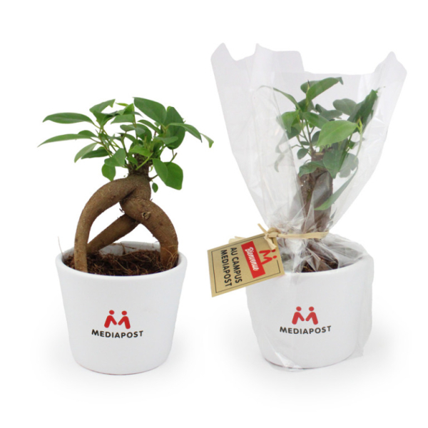 Ficus Ginseng Medium dans un pot en céramique personnalisable fabriqué en France, accompagné d'une étiquette personnalisée en impression quadrichromie, idéal comme objet publicitaire écologique ou goodies écologiques pour des campagnes de communication.