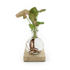 Photo d'un socle lumineux en bois personnalisable avec une plante verte dans un vase en verre, un goodies original pour des cadeaux d'affaires.