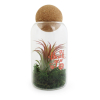 Terrarium boule liège personnalisable, objet publicitaire tendance et écologique, idéal pour des goodies écologiques élégants et décoratifs.