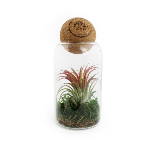 Terrarium boule liège personnalisable, objet publicitaire tendance et écologique, idéal pour des goodies écologiques élégants et décoratifs.